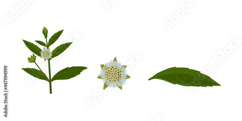 Eclipta Alba, Eclipta Prostrata or Bhringraj, also known as False Daisy is an effective herbal medicinal plant in Ayurvedic medicine.vector illustration.	