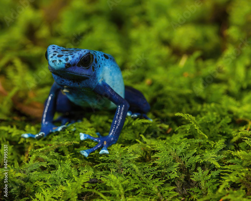 Blue Dart Frog on green moss