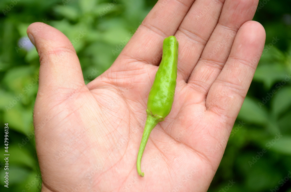 closeup the ripe green chilly hold hand over out of focus green background.