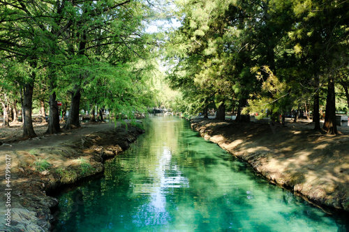 beautiful green river in mexico in the middle of the forest during the daytime