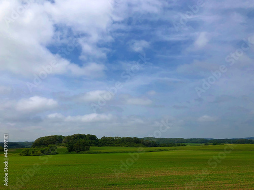 field and blue sky © EirLily