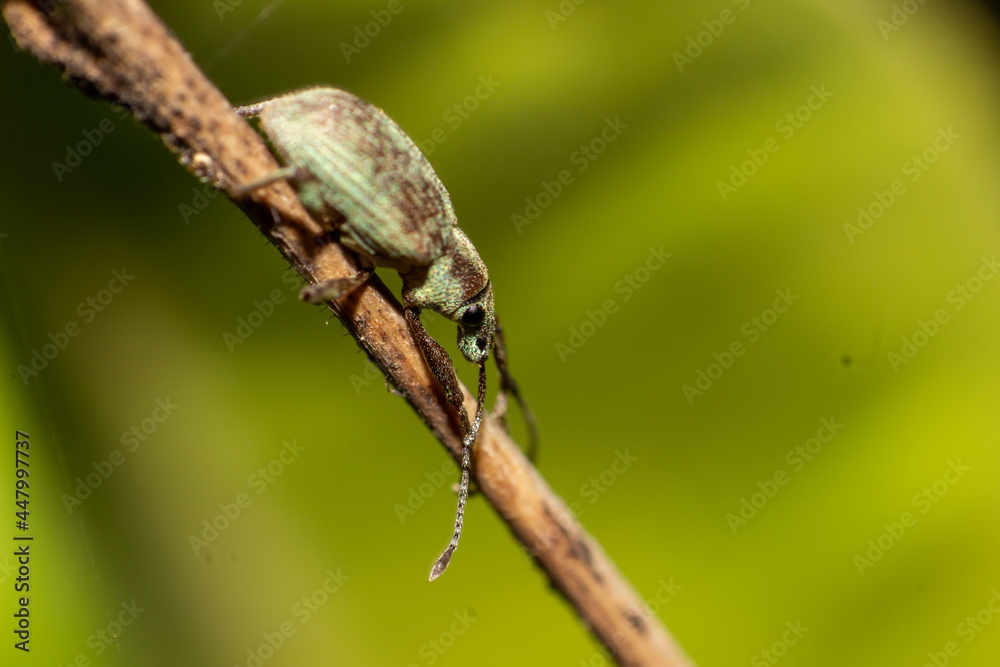 macro shoot of plant insect macro shoot of plant insect