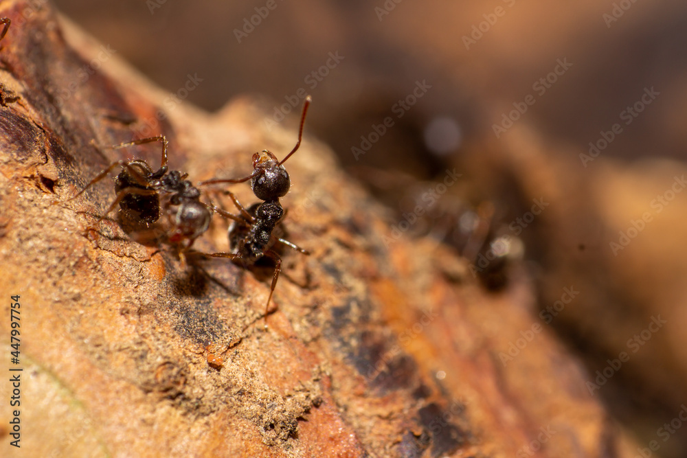 macro shoot of an ant