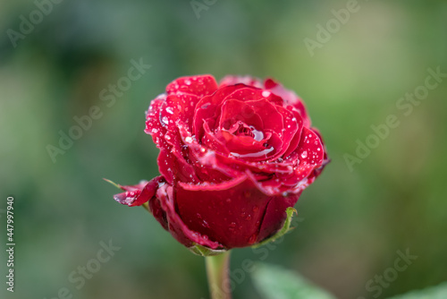 red rose full of dewdrops on a green background