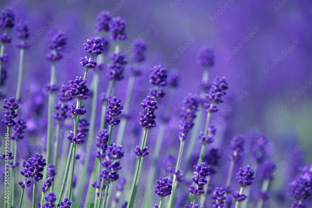 Obraz premium 絶景のラベンダー畑 