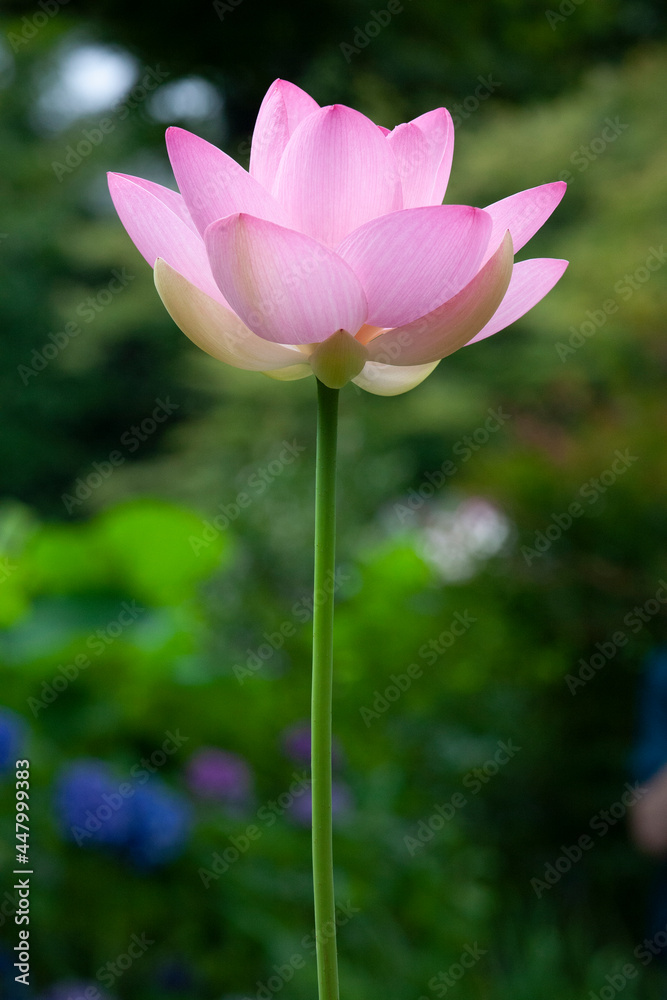 Obraz premium ハス 日本 仏教 禅 