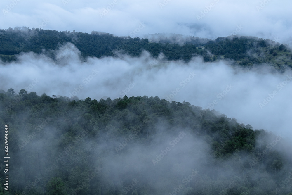 fog forest during the day