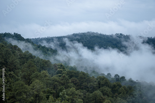 Fototapeta Naklejka Na Ścianę i Meble -  fog rising in a pine forest