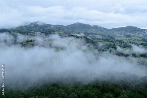 aerial view of a forest surrounded by clouds