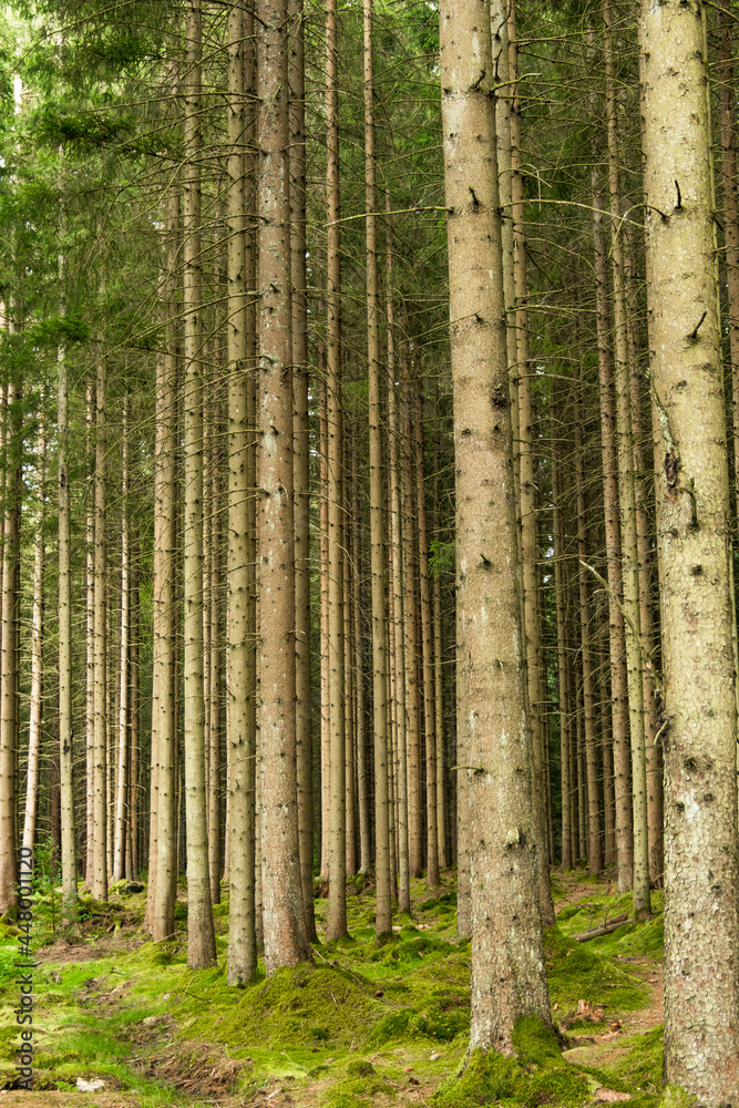 Naklejka premium Boras, Sweden A magical pine forest and forest floor.