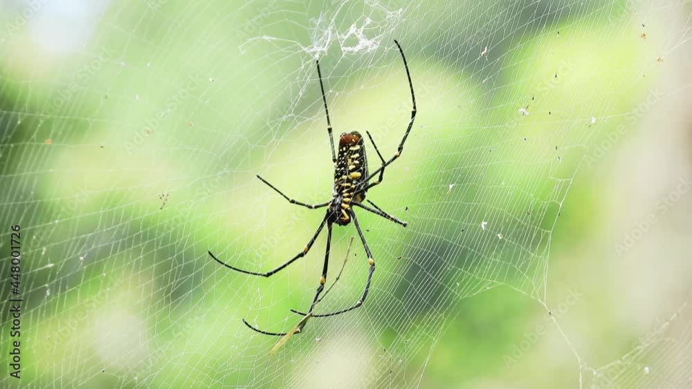 Golden Orb Web Spider nature insect in the north of thailand. Golden Orb Web Spider nature insect in the north of thailand.