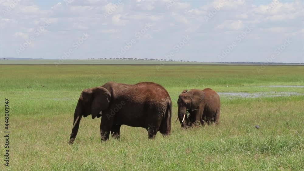 Elephant by a long grass in Serengeti National Park, Tanzania, handheld Elephant by a long grass in Serengeti National Park, Tanzania, handheld