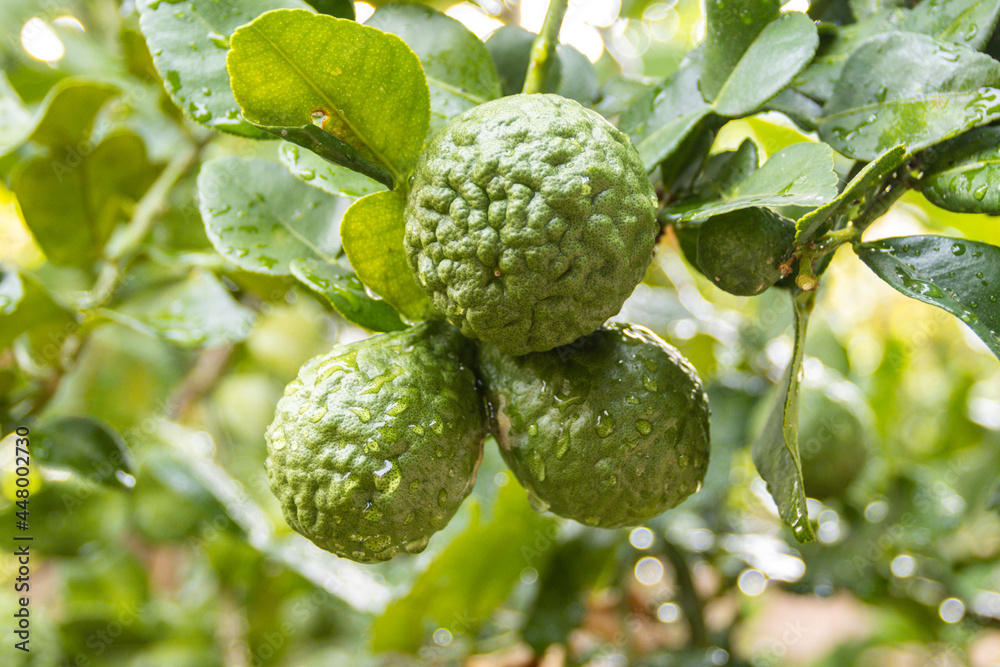 Fresh Bergamots and leaves on tree with water drops on them fruity, with herbaceous bergamia Aroma Fresh Bergamots and leaves on tree with water drops on them fruity, with herbaceous bergamia Aroma