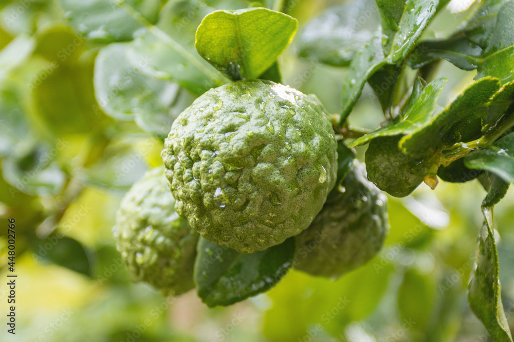 Fresh Bergamots and leaves on tree with water drops on them fruity, with herbaceous bergamia Aroma Fresh Bergamots and leaves on tree with water drops on them fruity, with herbaceous bergamia Aroma