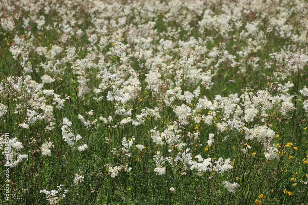 Meadowsweet wildflower. Olmaria prativa white flowers on summer  in the meadow