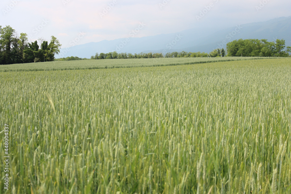 Green wheat plants growing in the field. Wheat cutlivation in northern Italy 