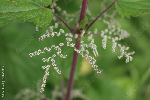 Close-up of Urtica dioica  plant. Common or stinging nettle with flowers on springitme in the meadow