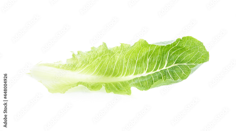 lettuce leaves isolated on white background lettuce leaves isolated on white background