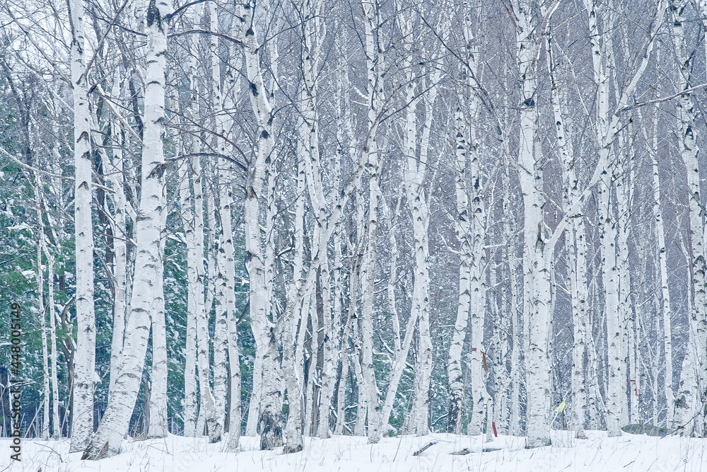 자작나무숲 겨울 풍경 birch forest winter scenery