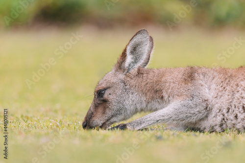 Australian kangaroo sitting in a field