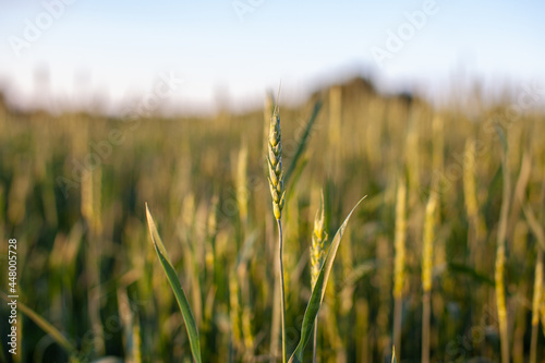 Close-up of green ears of wheat or rye at sunset in a field. Ears of wheat or rye growing in the field at sunset. A field of rye during the harvest period in an agricultural field.