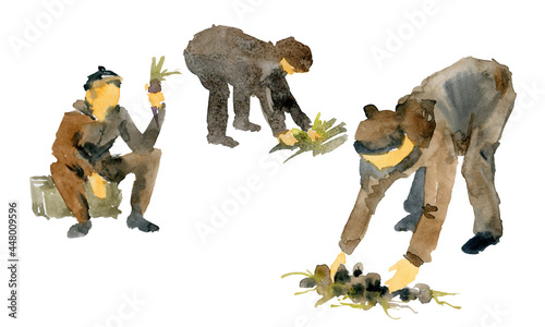 Fotografija The villagers harvest root crops