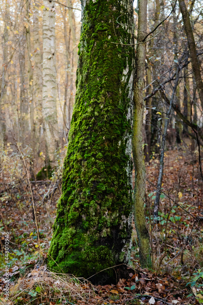 Fototapeta premium old tree overgrown with moss