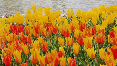Tulip Flower Festival in Emirgan Park  Turkey