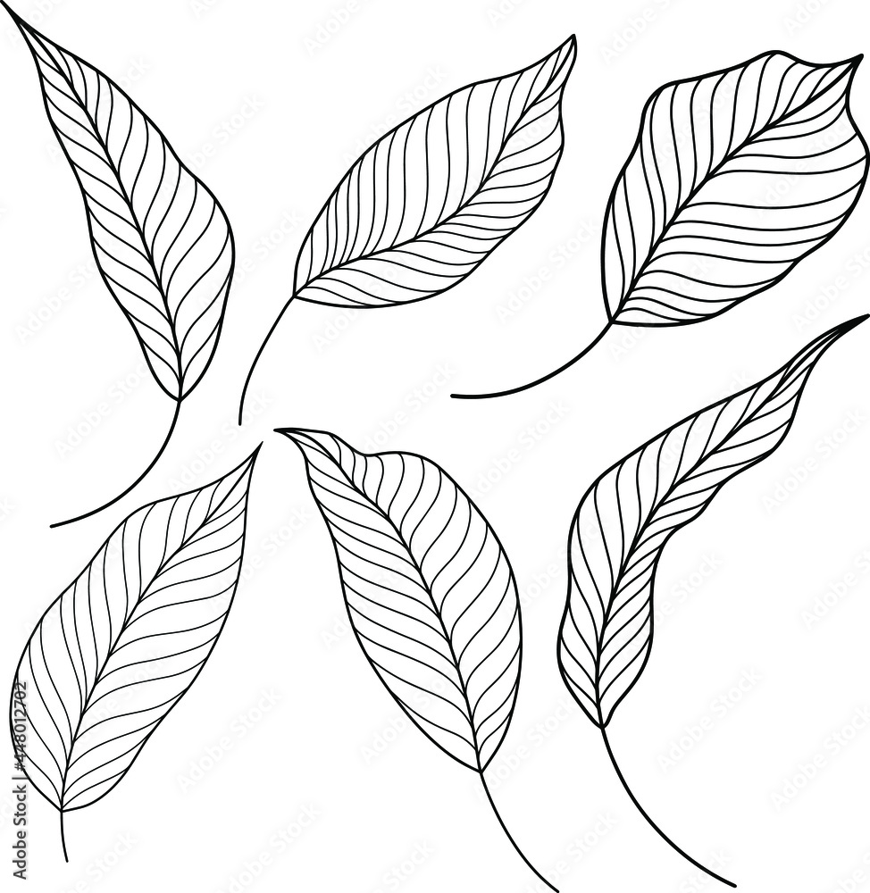 Leaves isolated on white. Hand drawn vector illustration. Eps 10