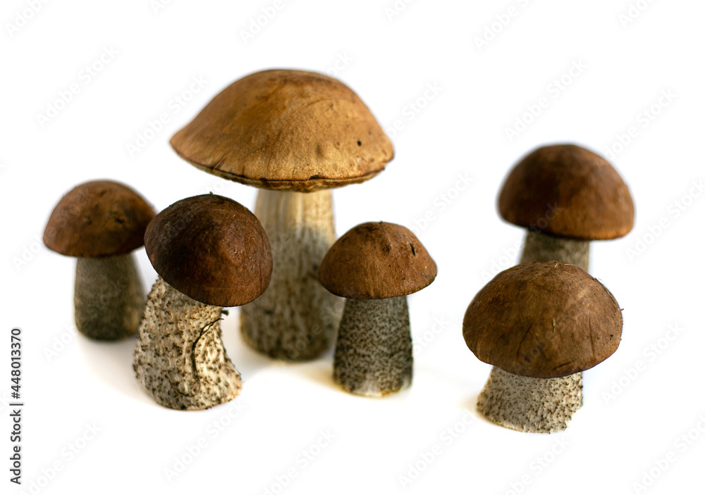 Six boletus trees isolated on a white background