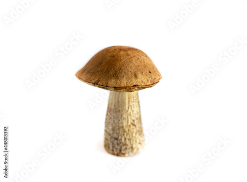 edible boletus mushroom, isolated on a white background, close-up