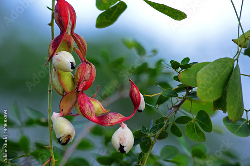 fruits of asam kranji, plant which live in lower land. Commonly known as Tamarind ( Pithecellobium dulce ) photo