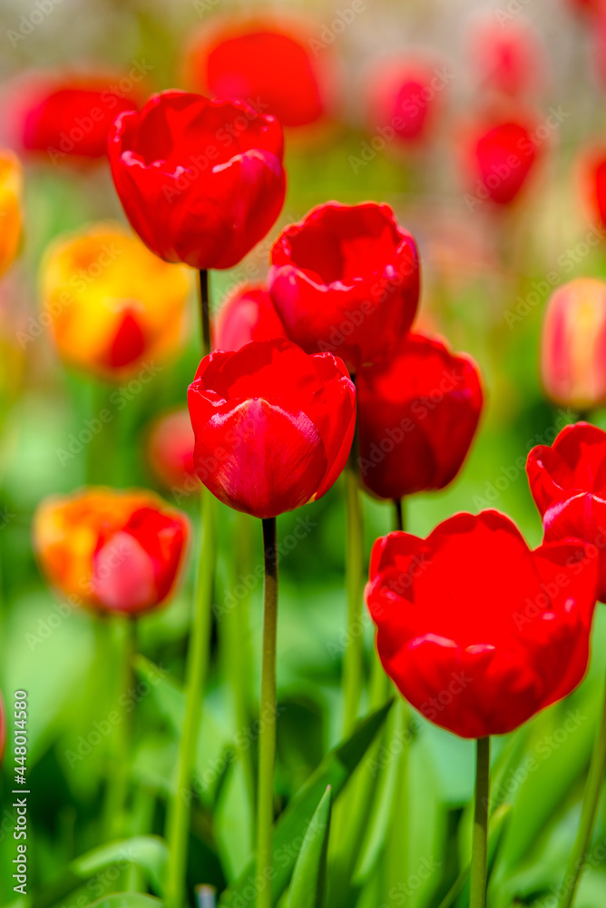 red tulips bloom on a green natural background
red tulips bloom on a green natural background