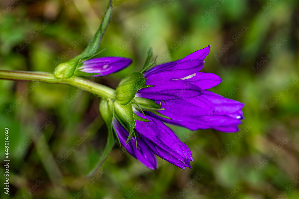 Campanula glomerata flower growing in the field, close up shoot Campanula glomerata flower growing in the field, close up shoot