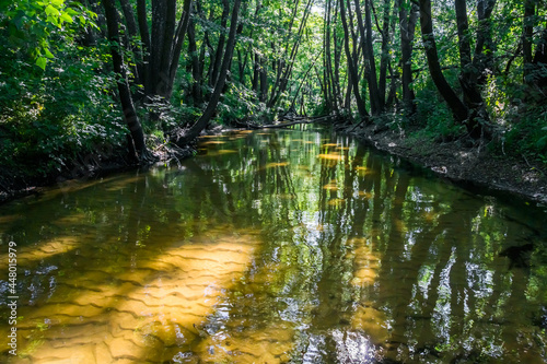 Forest river with yellow sandy bottom