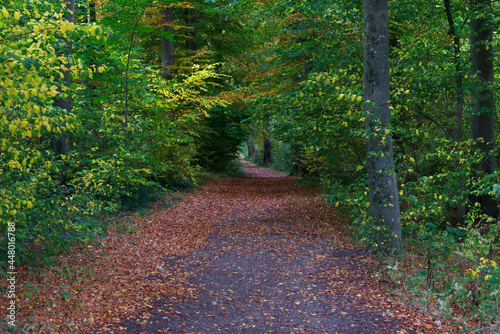 A grey forest way with fallen autumn leaves in brown, green and yellow with trees at the sides (ID: 448016788)