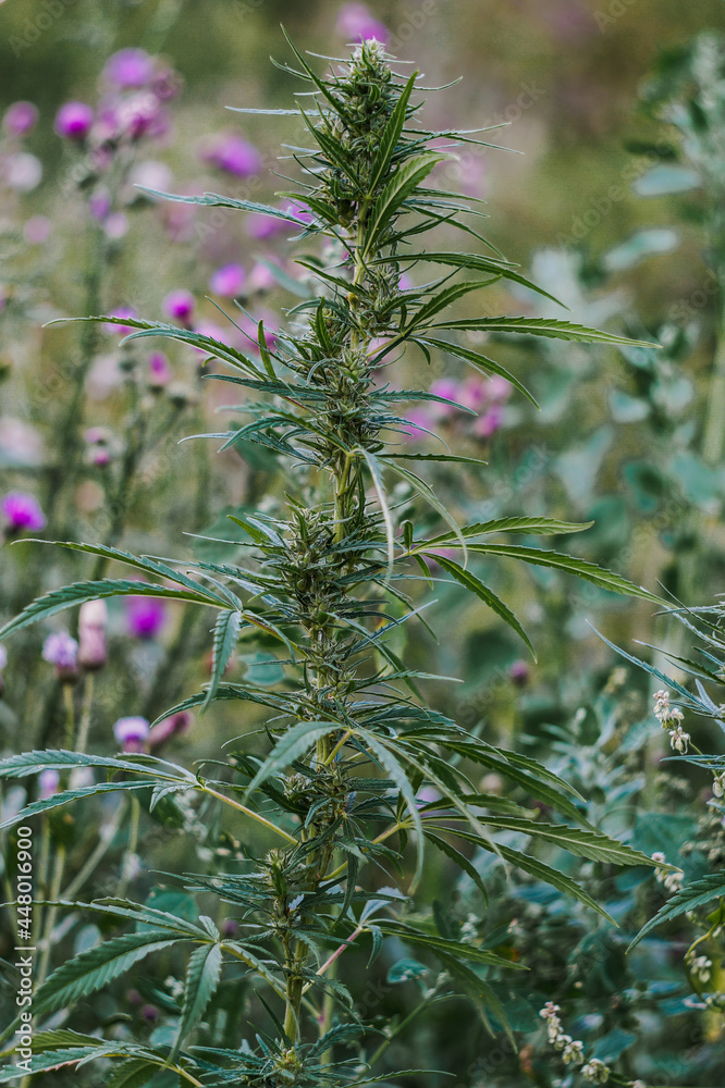 Obraz premium Ruderalis Weed