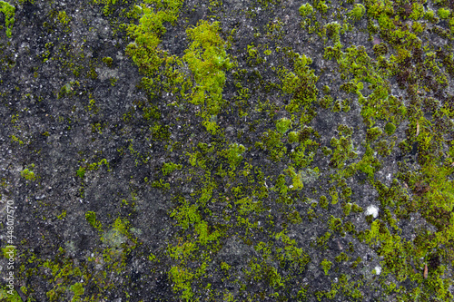Green moss texture on grey stone. Organic background.