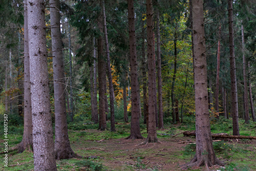 Fir wood trees in a row in a autumn wood with brown and green ground (ID: 448017587)