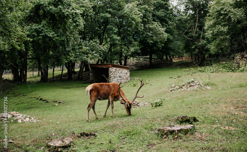 Fototapeta Naklejka Na Ścianę i Meble -  a deer eats grass at the zoo. Teberdinsky Nature Reserve, July 2021