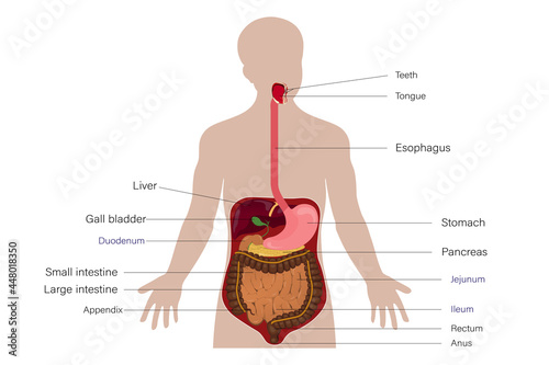 Anatomy of human digestive system vector, Medical Education, Human Physiology