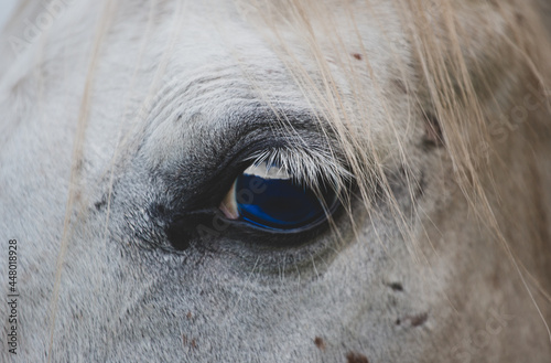 Horse eye close up. White Arabian horse with a blue eye