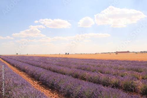 lavender field in Brihuega town