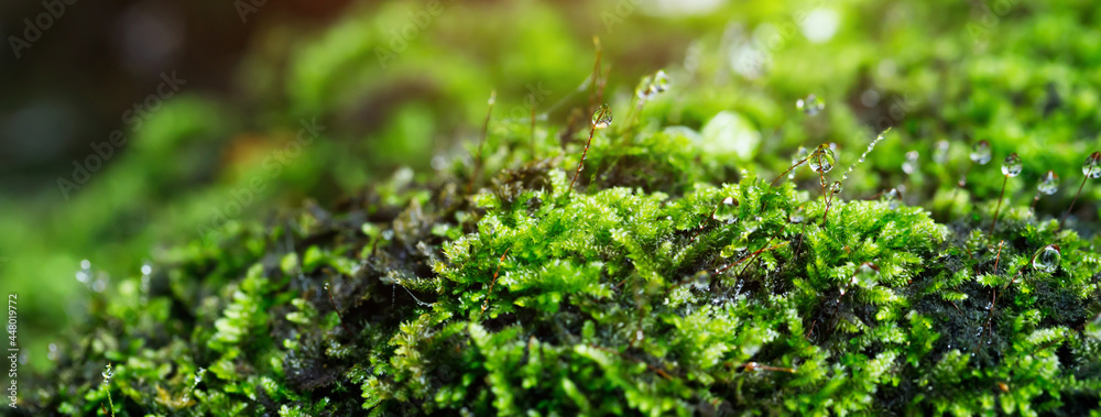 close up beautiful bright Green moss grown up and Drop of water cover the rough stones and on the floor in the forest. Show with macro view. Rocks full of the moss texture in nature for wallpaper. - obrazy, fototapety, plakaty 