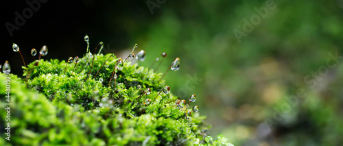 Photography close up beautiful bright Green moss grown up and Drop of water cover the rough stones and on the floor in the forest