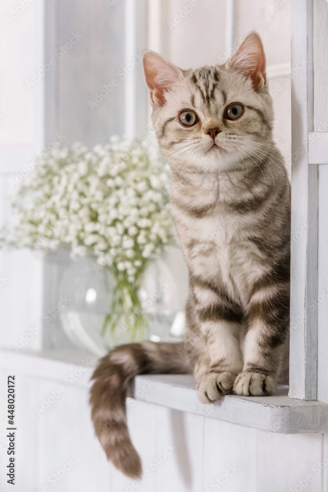 Small kitten sits on the window. Purebred gray tabby cat is resting on a windowsill on a sunny day. Nearby is a vase of delicate white flowers.
