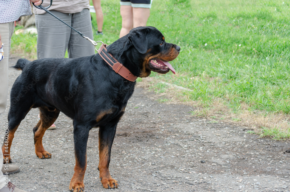 Lower section of two men taking a walk with a dog. Lower section of two men taking a walk with a dog.