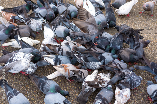 Crowd of pigeon on the walking street. Group of pigeons and doves fight over for food