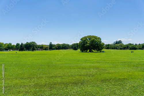 Fototapeta Naklejka Na Ścianę i Meble -  A vast grass field of Tokyo’s largest park in summer.
