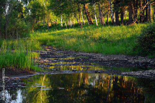 Fototapeta Naklejka Na Ścianę i Meble -  Summer evening by the river. Sunset lighting of bushes and trees growing on the banks of the river. Reflection in water. Nature of Eastern Siberia, Russia